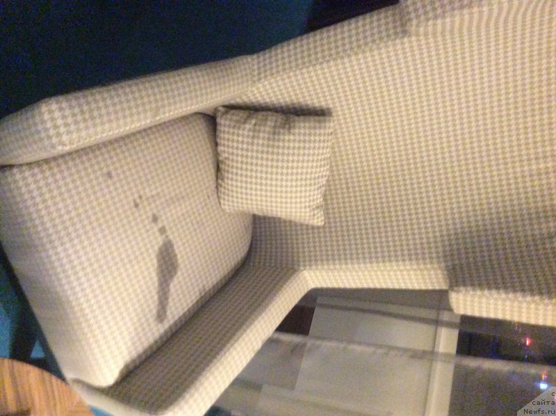 Фото: ньюфаундленд Nobl King May Lord Simba (Нобл Кинг Май Лорд Симба)