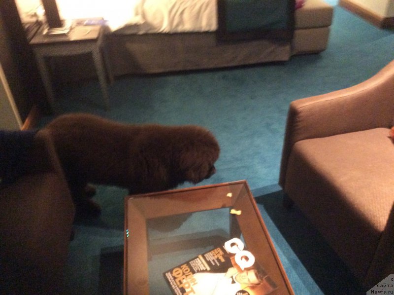 Фото: ньюфаундленд Nobl King May Lord Simba (Нобл Кинг Май Лорд Симба)