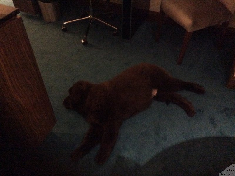 Фото: ньюфаундленд Nobl King May Lord Simba (Нобл Кинг Май Лорд Симба)