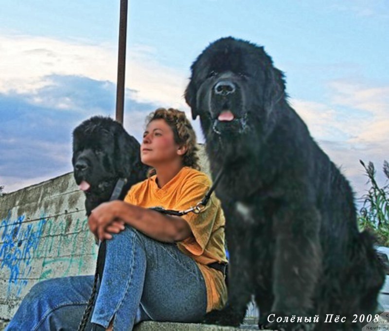Фото: ньюфаундленд Talula Bell (Талула Белл), ньюфаундленд Potap Fidel' (Потап Фидель), Anna Kovalyova (Анна Ковалёва)