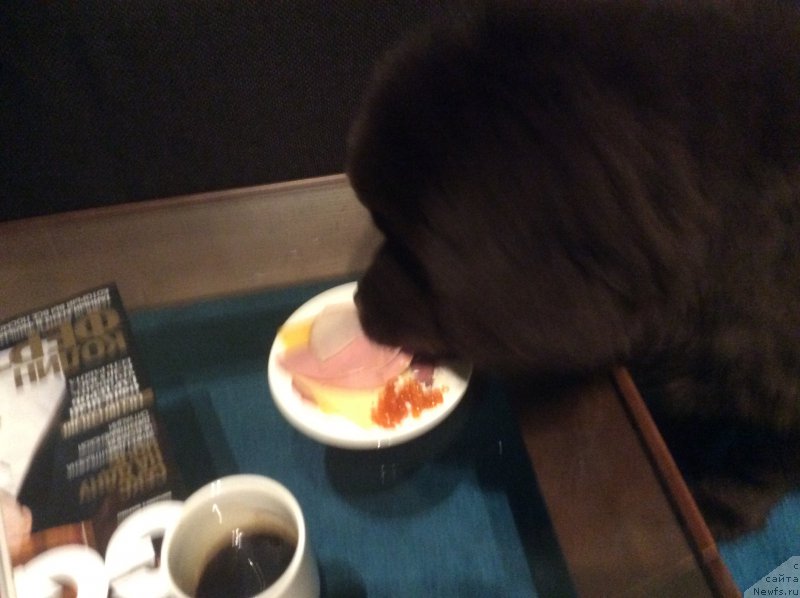 Фото: ньюфаундленд Nobl King May Lord Simba (Нобл Кинг Май Лорд Симба)