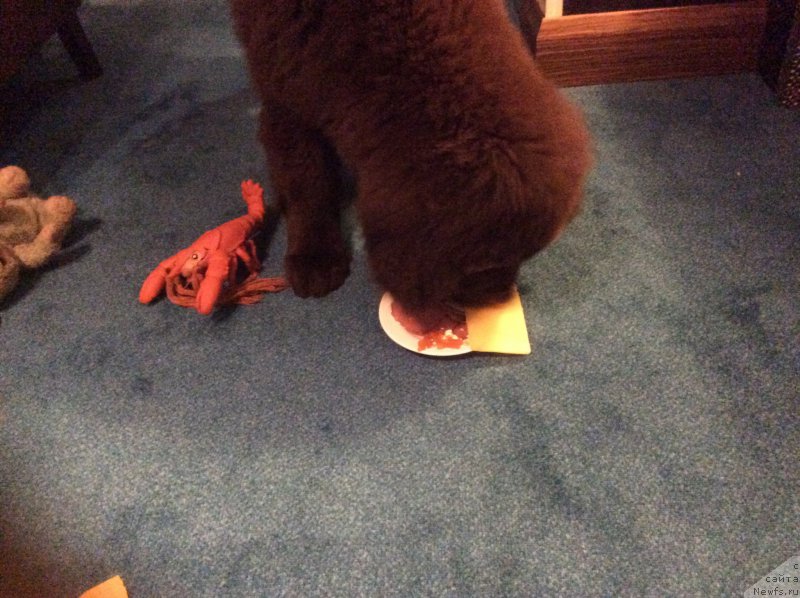 Фото: ньюфаундленд Nobl King May Lord Simba (Нобл Кинг Май Лорд Симба)