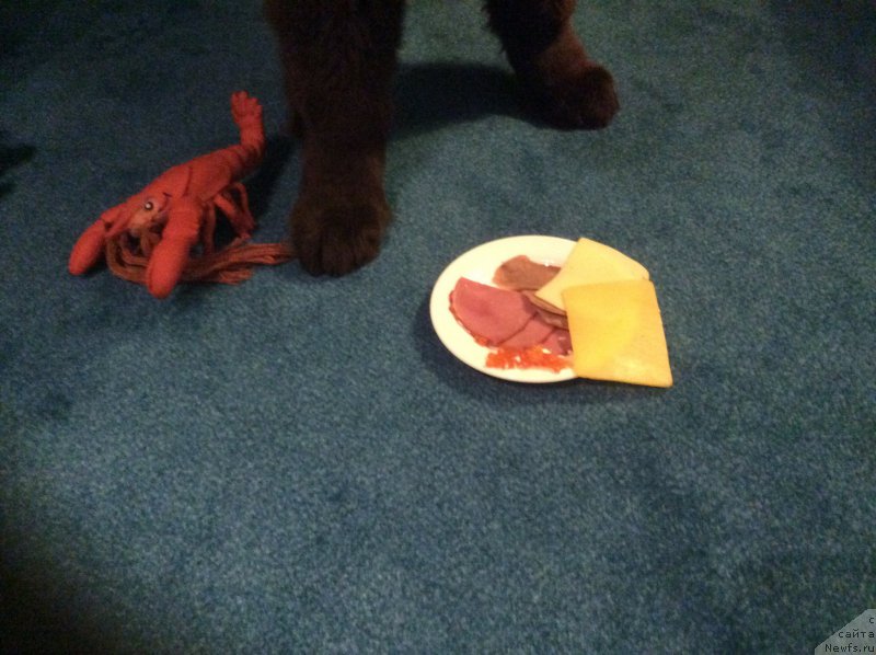 Фото: ньюфаундленд Nobl King May Lord Simba (Нобл Кинг Май Лорд Симба)