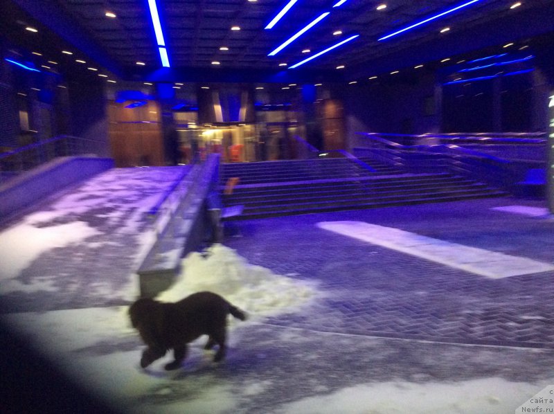 Фото: ньюфаундленд Nobl King May Lord Simba (Нобл Кинг Май Лорд Симба)