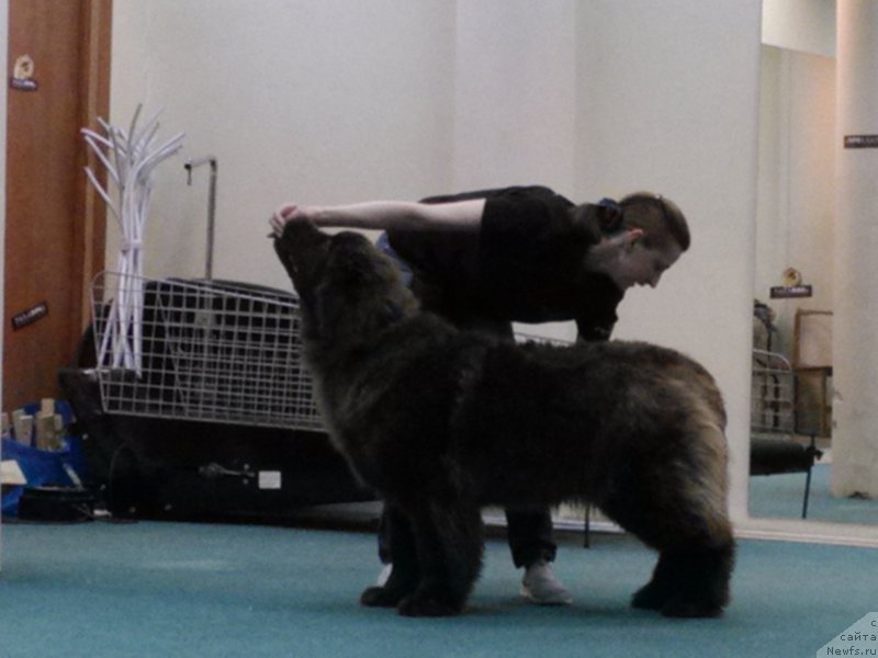 Фото: ньюфаундленд Brownblood MSK Hakim Gold Haydar (Браунблад МСК Хаким Голд Хайдар)