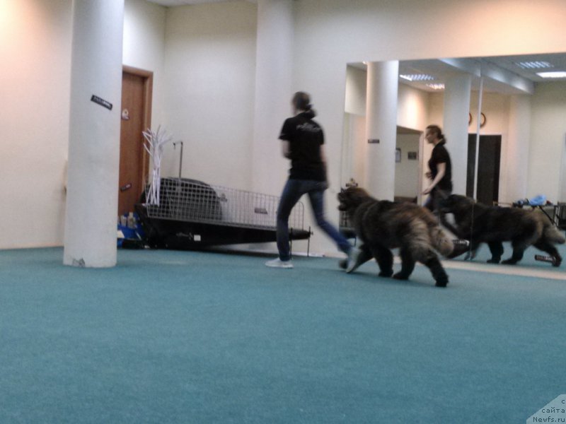 Фото: ньюфаундленд Brownblood MSK Hakim Gold Haydar (Браунблад МСК Хаким Голд Хайдар)