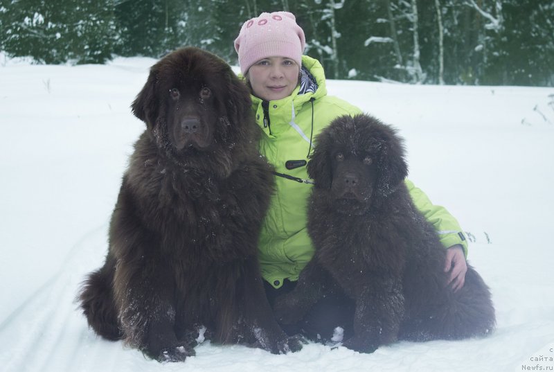 Фото: ньюфаундленд Naomi Tagoliri for Brouwnblood (Наоми Таголири фор Браунблад), ньюфаундленд Sverkayuzhaya Gora Mashame (Сверкающая Гора Машаме)