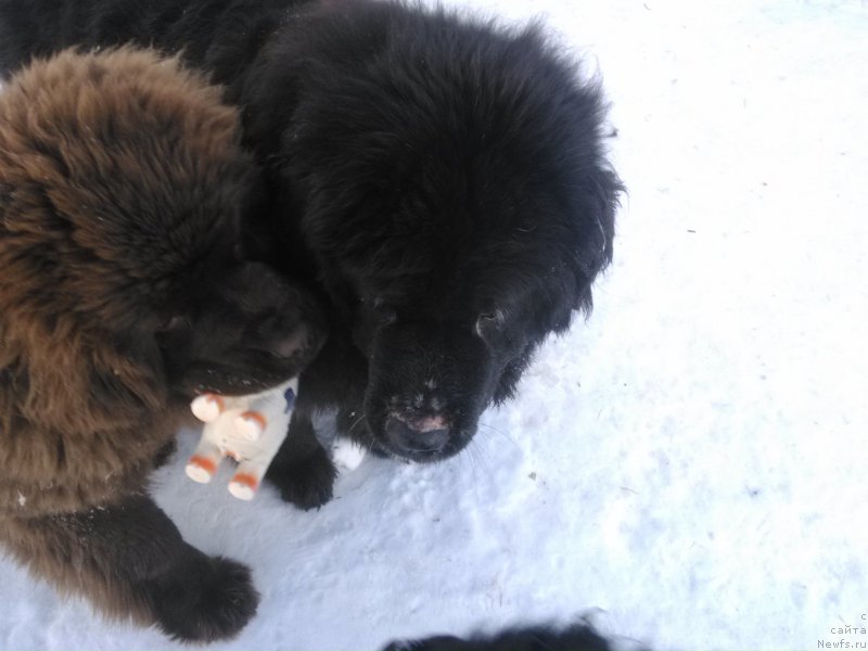 Фото: ньюфаундленд Valensiya CHernaya Jemchujina (Валенсия Черная Жемчужина)