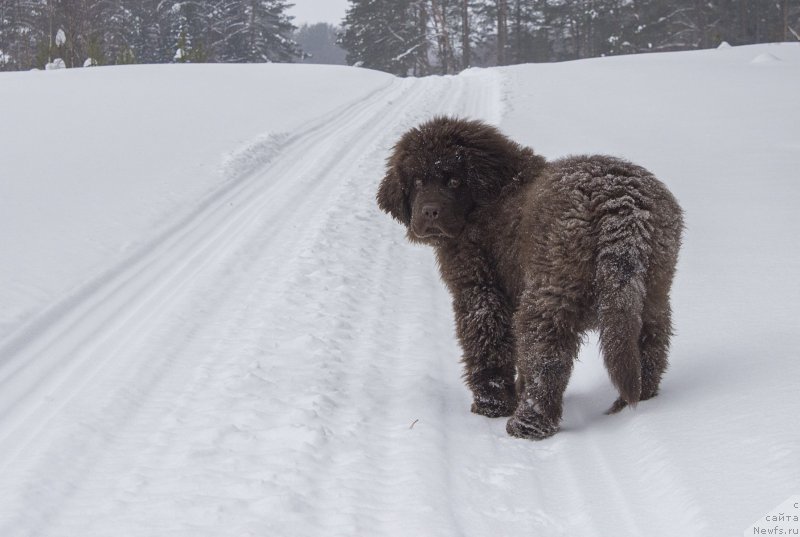 Фото: ньюфаундленд Naomi Tagoliri for Brouwnblood (Наоми Таголири фор Браунблад)