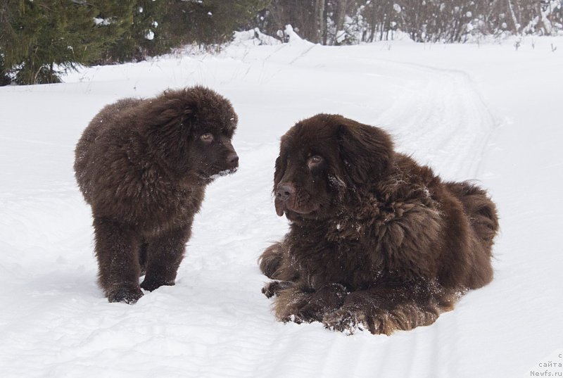 Фото: ньюфаундленд Sverkayuzhaya Gora Mashame (Сверкающая Гора Машаме), ньюфаундленд Naomi Tagoliri for Brouwnblood (Наоми Таголири фор Браунблад)