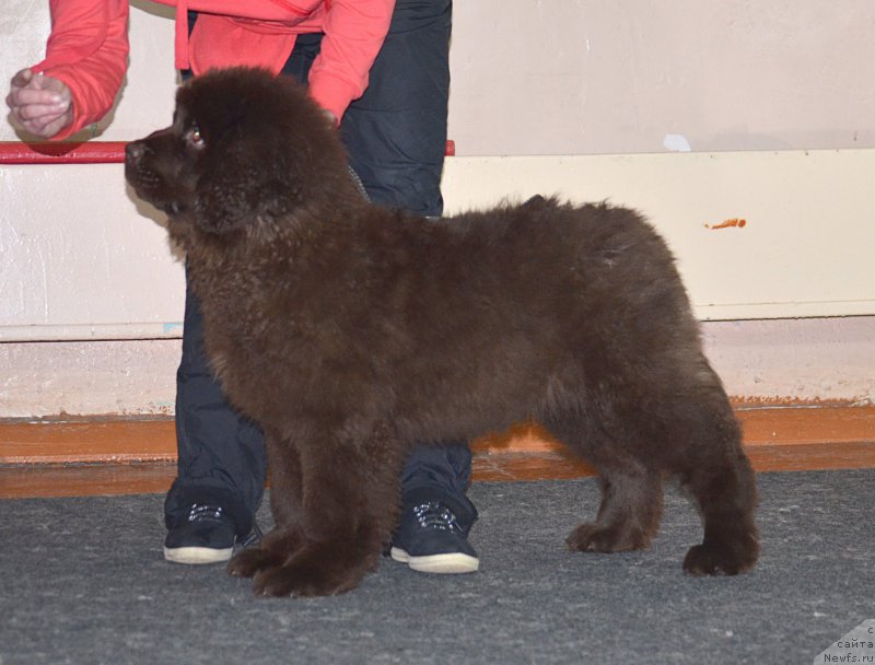 Фото: ньюфаундленд Naomi Tagoliri for Brouwnblood (Наоми Таголири фор Браунблад)