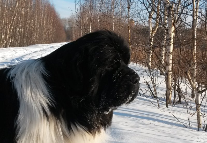 Фото: ньюфаундленд Akvian Song Kroun Royal (Аквиан Сонг Кроун Роял)