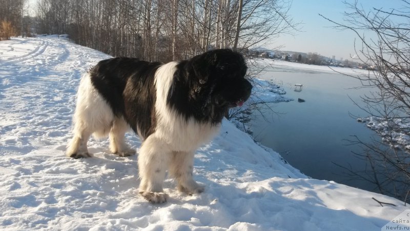 Фото: ньюфаундленд Akvian Song Kroun Royal (Аквиан Сонг Кроун Роял)