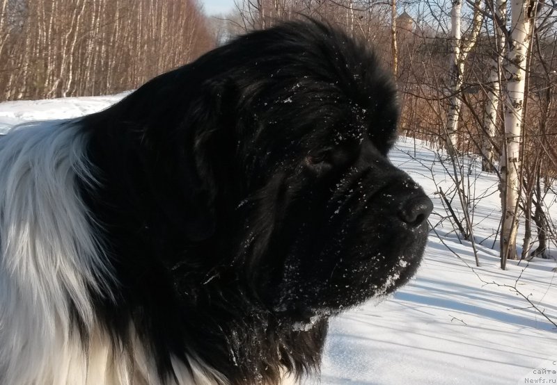 Фото: ньюфаундленд Akvian Song Kroun Royal (Аквиан Сонг Кроун Роял)