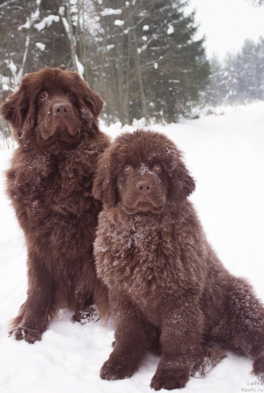 Фото: ньюфаундленд Naomi Tagoliri for Brouwnblood (Наоми Таголири фор Браунблад), ньюфаундленд Sverkayuzhaya Gora Mashame (Сверкающая Гора Машаме)