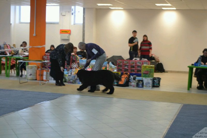 Фото: ньюфаундленд Mnogolikaya Boginya Manifik (Многоликая Богиня Манифик)