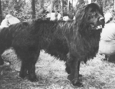 Фото: ньюфаундленд Filipp Dayk (Филипп Дайк)