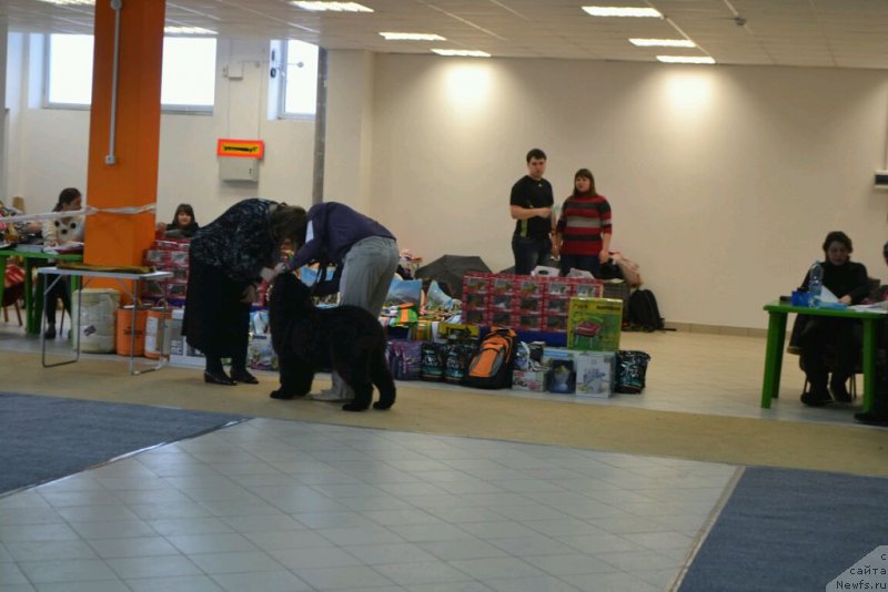 Фото: ньюфаундленд Mnogolikaya Boginya Manifik (Многоликая Богиня Манифик)