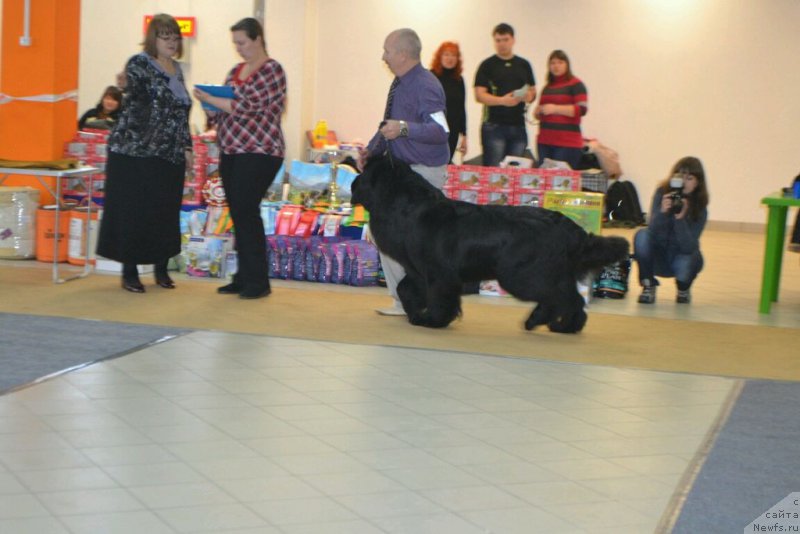 Фото: ньюфаундленд Simbad Pokoritel' Morey (Симбад Покоритель Морей)
