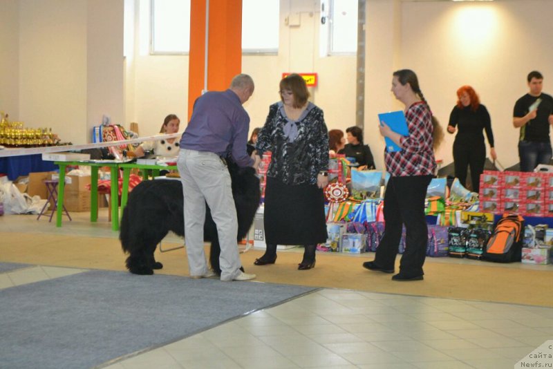 Фото: ньюфаундленд Simbad Pokoritel' Morey (Симбад Покоритель Морей)