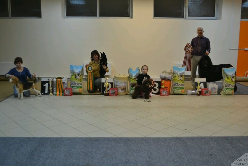 Фото: ньюфаундленд Simbad Pokoritel' Morey (Симбад Покоритель Морей)