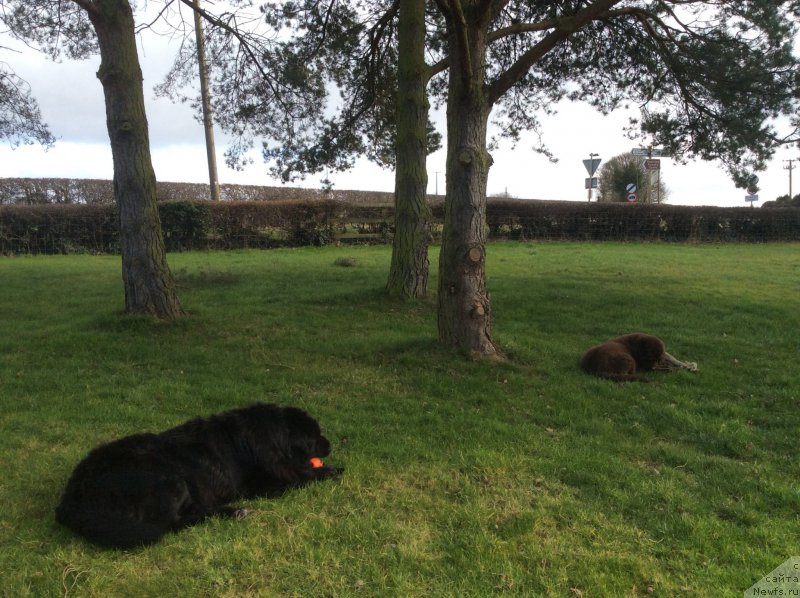 Фото: ньюфаундленд Seashanty First Admiral, ньюфаундленд Nobl King May Lord Simba (Нобл Кинг Май Лорд Симба)