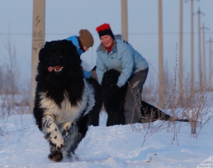 Фото: ньюфаундленд N'yufort YEliss (Ньюфорт Элисс)