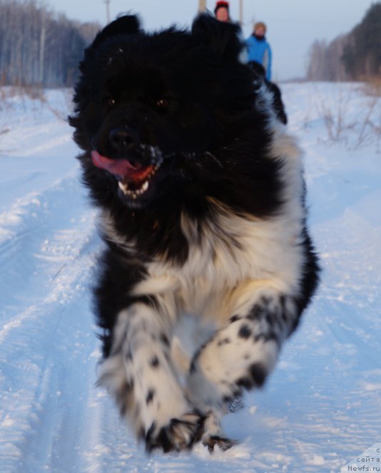 Фото: ньюфаундленд N'yufort YEliss (Ньюфорт Элисс)