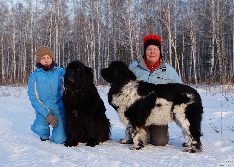 Фото: ньюфаундленд N'yufort YEliss (Ньюфорт Элисс), Svetlana Botova (Светлана Ботова)