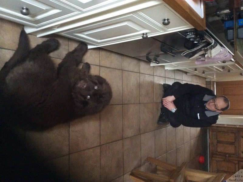 Фото: ньюфаундленд Nobl King May Lord Simba (Нобл Кинг Май Лорд Симба)