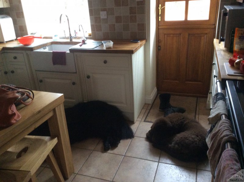 Фото: ньюфаундленд Seashanty First Admiral, ньюфаундленд Nobl King May Lord Simba (Нобл Кинг Май Лорд Симба)