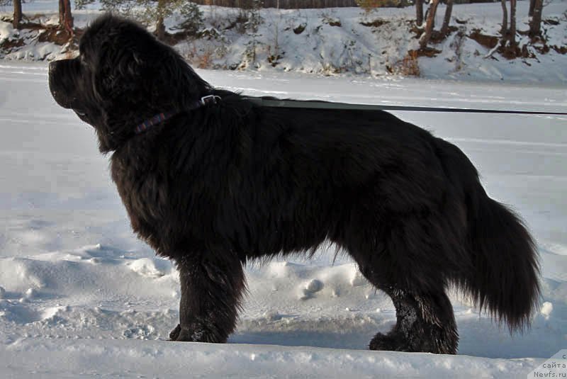 Фото: ньюфаундленд Obush SHed Vil'gel'm Til' (Обуш Шед Вильгельм Тиль)