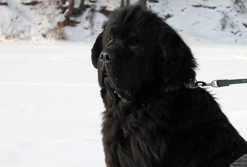 Фото: ньюфаундленд Obush SHed Vil'gel'm Til' (Обуш Шед Вильгельм Тиль)