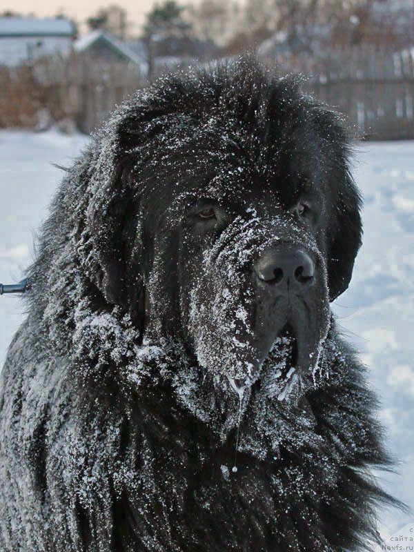 Фото: ньюфаундленд Obush SHed Vil'gel'm Til' (Обуш Шед Вильгельм Тиль)