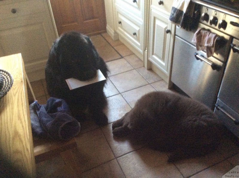 Фото: ньюфаундленд Seashanty First Admiral, ньюфаундленд Nobl King May Lord Simba (Нобл Кинг Май Лорд Симба)