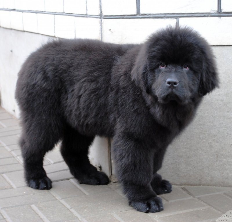 Фото: ньюфаундленд Moya Stihiya Imperatrica Mariya (Моя Стихия Императрица Мария)