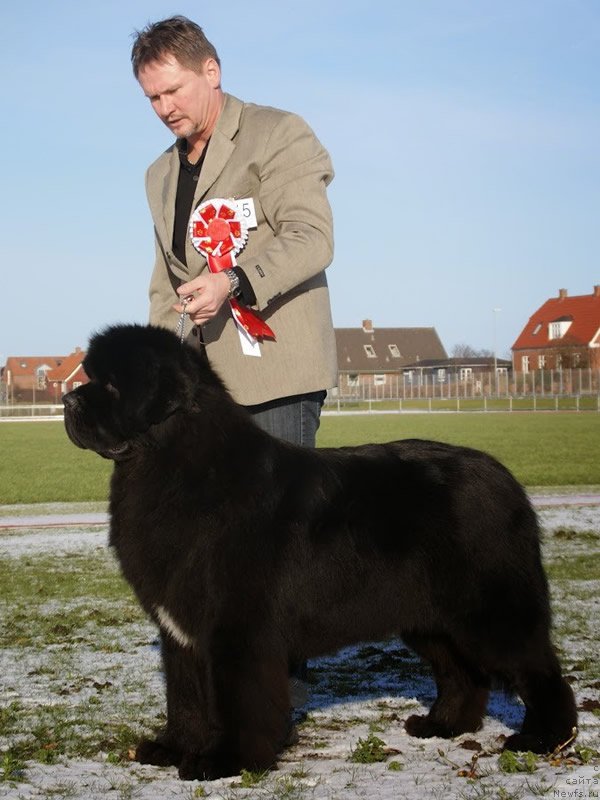 Фото: ньюфаундленд Cannon Bear's Shooting Star