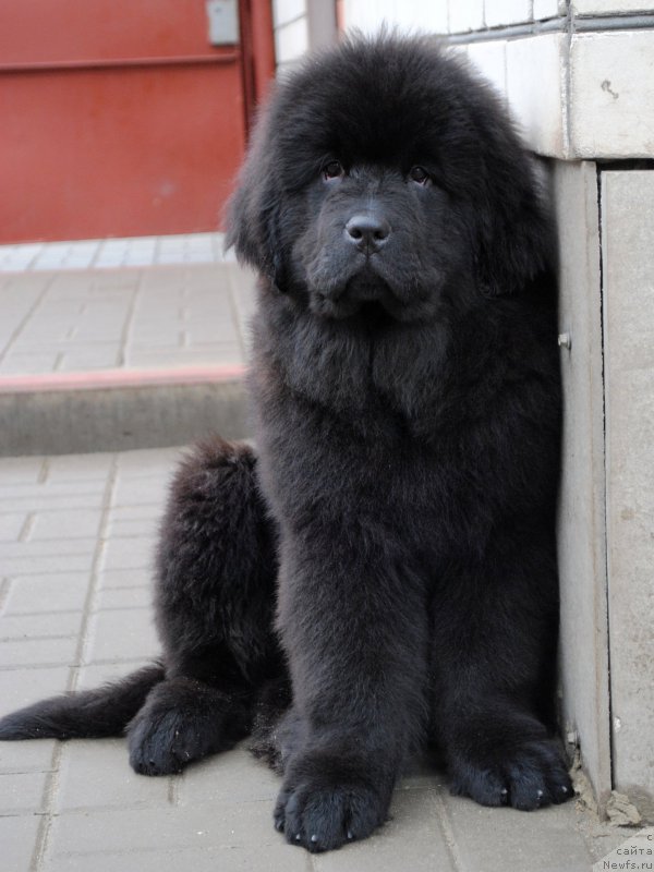 Фото: ньюфаундленд Moya Stihiya Imperatrica Mariya (Моя Стихия Императрица Мария)