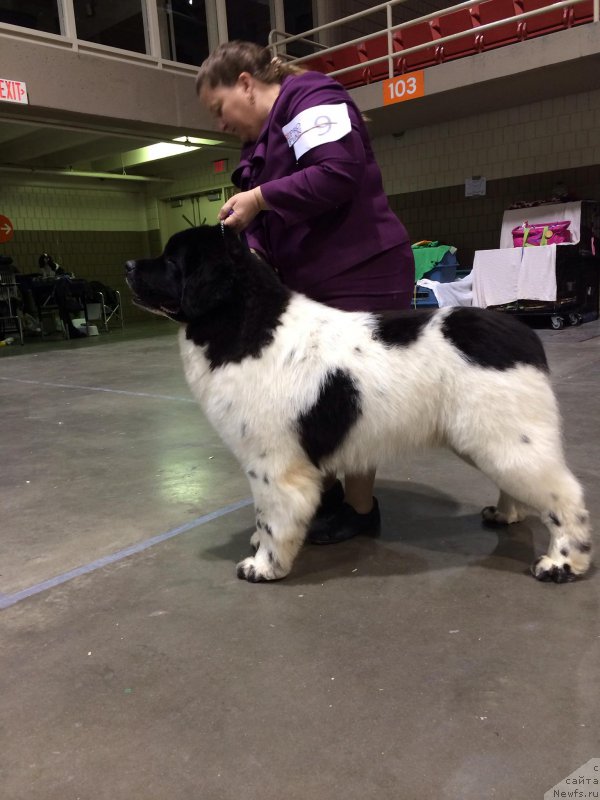 Фото: ньюфаундленд Sent Djons Irbis (Сент Джонс Ирбис)