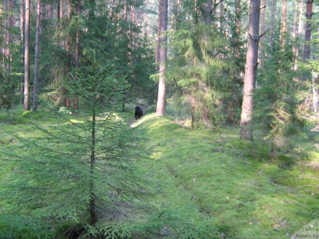 Фотография № 17387