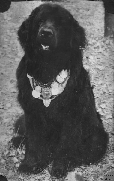 Фото: ньюфаундленд Al'derbay (Альдербай)