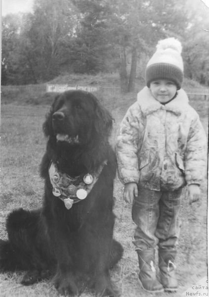 Фото: ньюфаундленд Al'derbay (Альдербай)