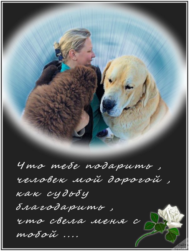 Фото: ньюфаундленд Brownblood MSK Hakim Gold Haydar (Браунблад МСК Хаким Голд Хайдар), Lena Zyirina (Лена Зырина), ФРАНКО