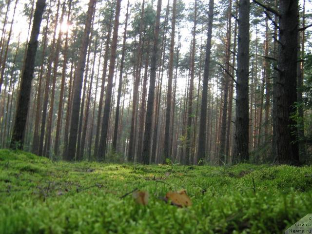 Фотография № 17388