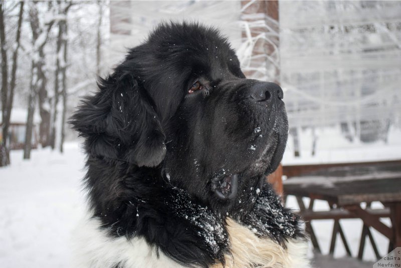 Фото: ньюфаундленд Stepnaya Pal'mira Estestvenno YA Luchshiy (Степная Пальмира Естественно Я Лучший)