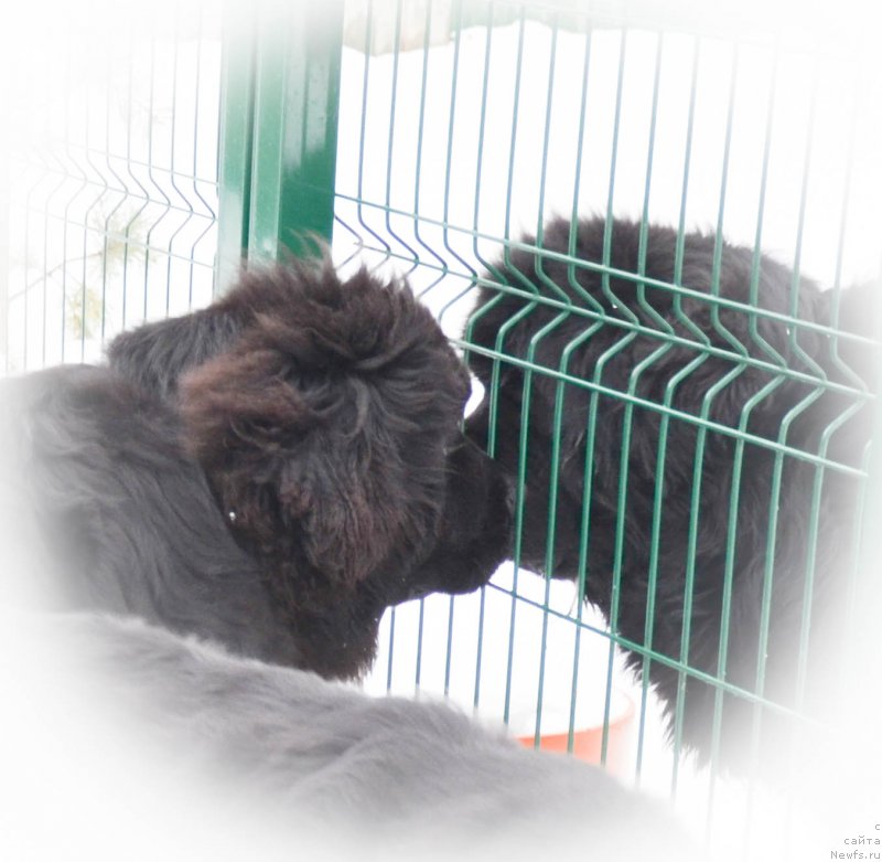 Фото: ньюфаундленд Chernaya Mafia Shot in the Dark (Черная Мафия Шот ин тхе Дарк)