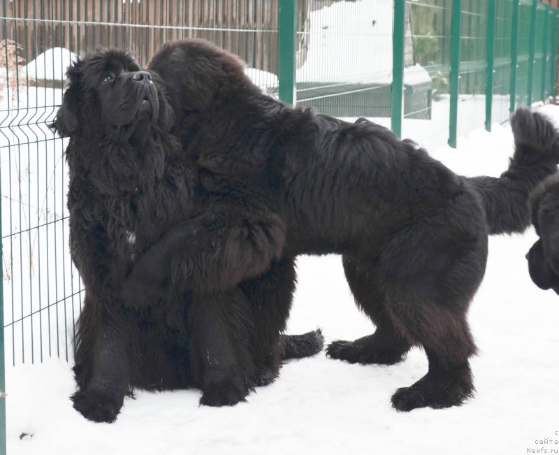 Фото: ньюфаундленд Black Clouds Magic Moment at Stealbears, ньюфаундленд Chernaya Mafia Shot in the Dark (Черная Мафия Шот ин тхе Дарк)