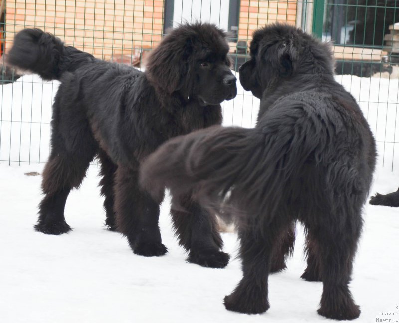 Фото: ньюфаундленд Chernaya Mafia Shot in the Dark (Черная Мафия Шот ин тхе Дарк)