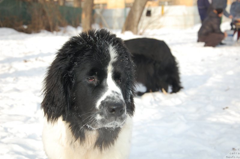 Фотография № 173902