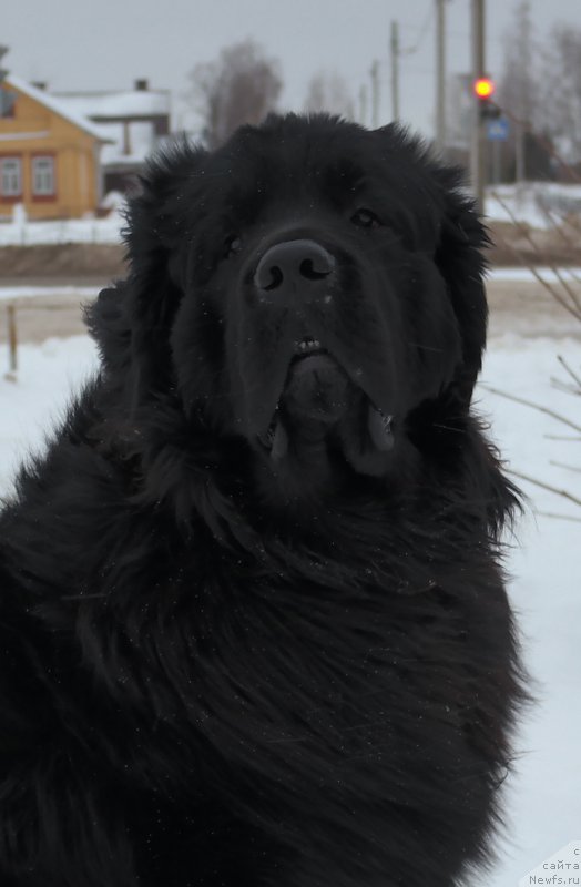Фото: ньюфаундленд Valmond Pobeditel (Валмонд Победитель)
